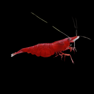 Crystal Red Cherry Shrimp